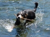 im-fluss
