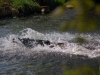 schwimmen-vienenb-17