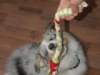 wilder-sheltie